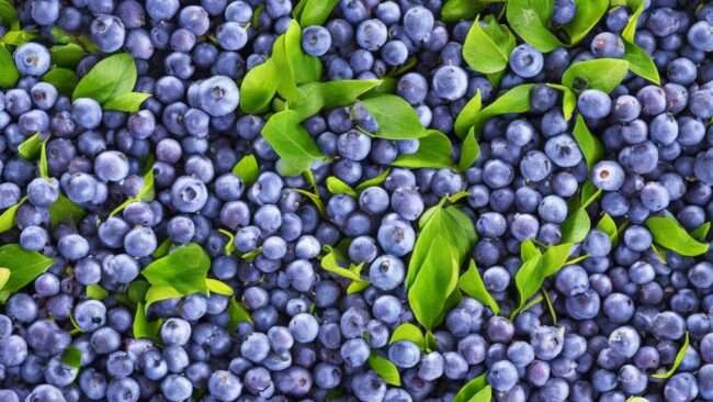 Blueberries: The Superfood for Brain Health